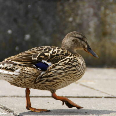 Varen op de Shannon: een leuke ervaring