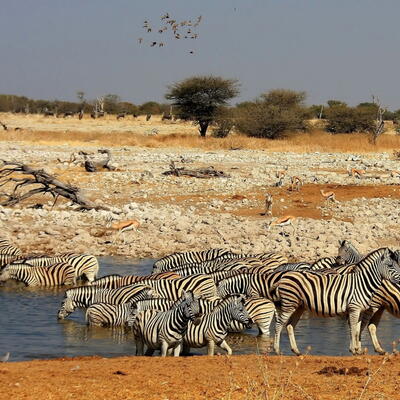 etosha np, namibië
