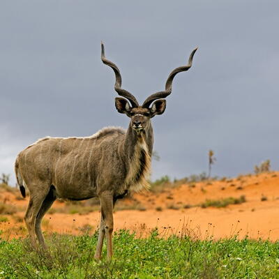 Kudu bull - Cape Vidal, Kwazulu Natal