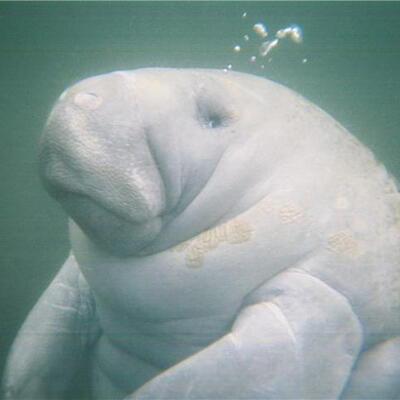 Manatee