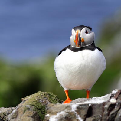 Puffin - Inner Farne Island UK