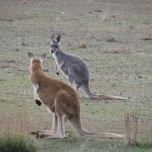 kangoeroes in Flinders NP