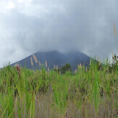 De Arenal vulkaan achter het riet.