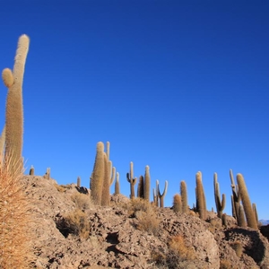 Midden in de onmetelijke zoutvlakte ligt een cactuseiland.
