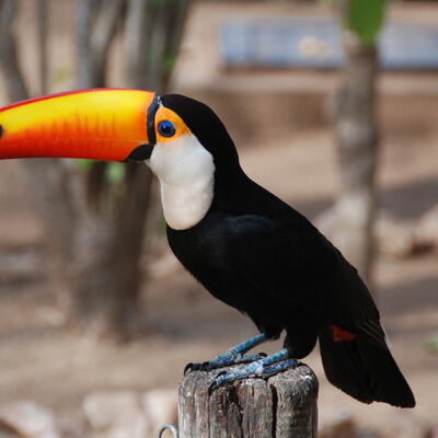 Toekan in de Pantanal