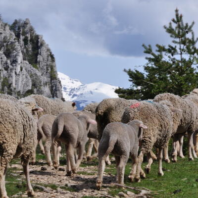 Tussen Sospel en menton