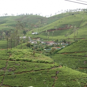 theeplantages in Sri Lanka (Nuwara Eliya)