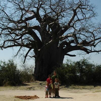 Baobab