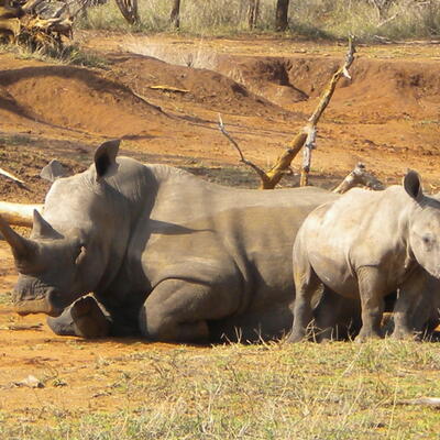 mama neushoorn + speelse baby