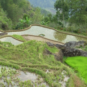 Op trekking langs en in de rijstvelden in de omgeving van Rantepao