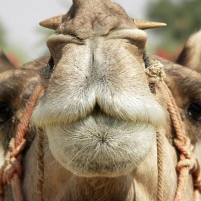 Kameel in India (foto: Jordy Vercauteren)