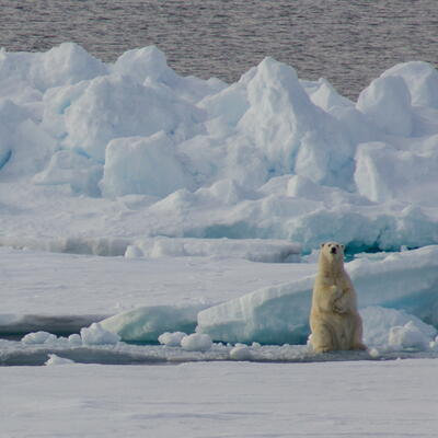 Ijsbeer in Groenlands pakijs.
