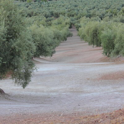Olijfgaard in ochtendgloren (foto:Kristien Weyts)