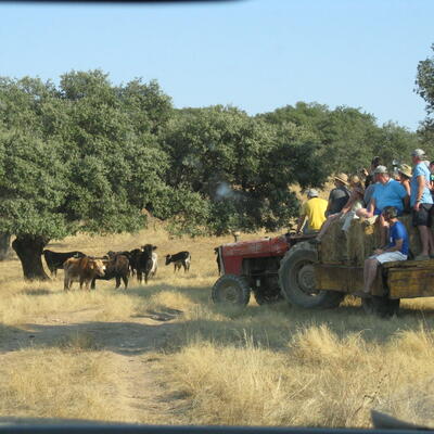 Vechtstieren lopen vrij rond in Alentejo