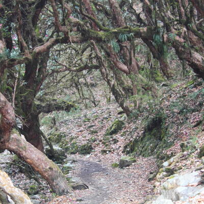 Subtropisch woud op de ABC-trekking