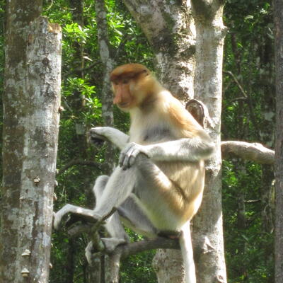 Proboscis Monkey