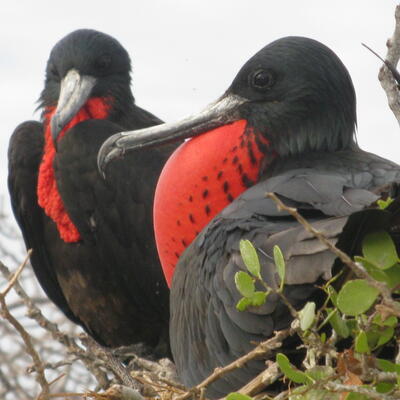 Fregatvogels op North Seymour