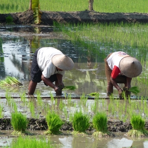 rijstvelden rond Yogyakarta