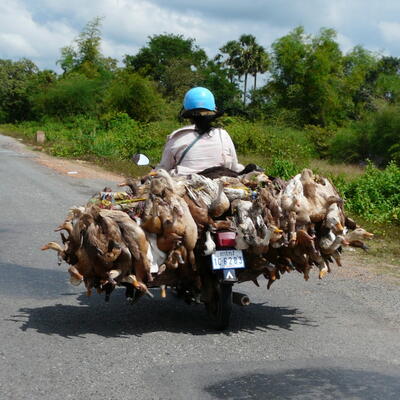 Ook deze eenden zijn onderweg van Phnom Penh naar Kep
