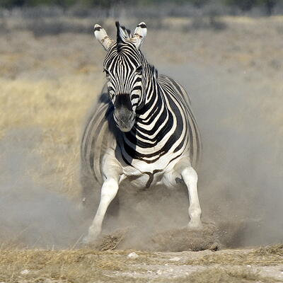 Foto:Ivan Verschoote