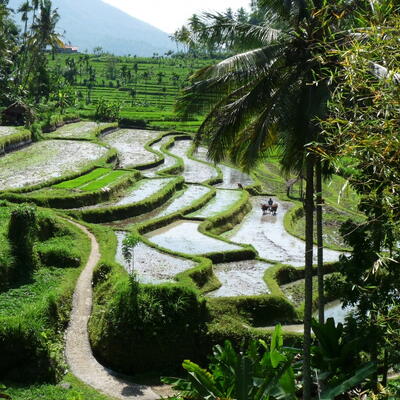 Uitzicht vanuit onze kamer in Tirtaganga