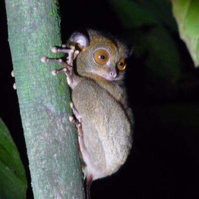Western tarsier