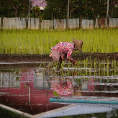 Padi planten in Bario