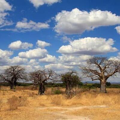 Ruaha