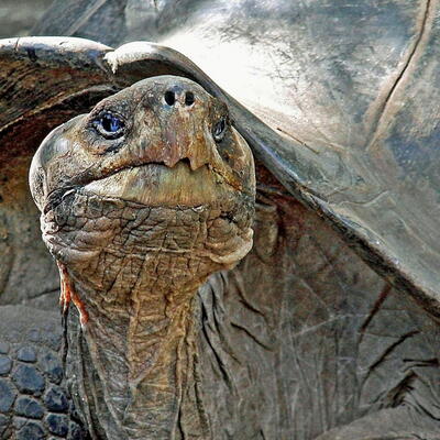 de galapagos eilanden ontlenen hun naam aan de reuzeschildpadden die hier leven.