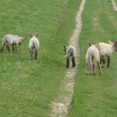 wandelen tussen de schaapjes op de South Downs Way