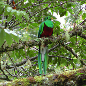 quetzal in San Gerardo de Dota