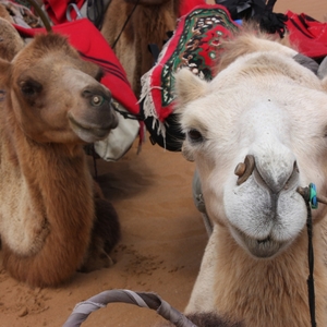 De kamelen in Zhongwhei