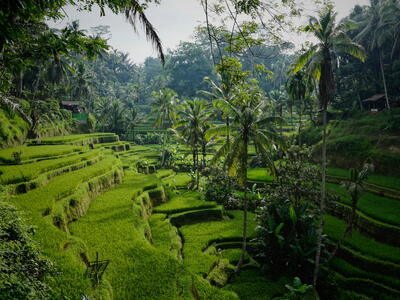Natuur in Bali